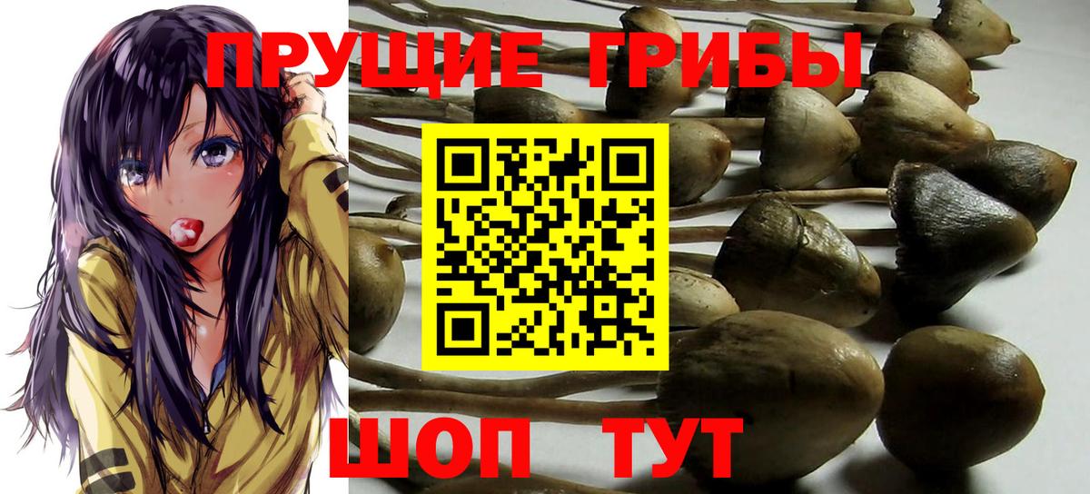 Галлюциногенные грибы GOLDEN TEACHER Ессентуки